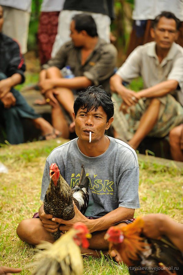 Петушиные бои на Бали (34 фото)