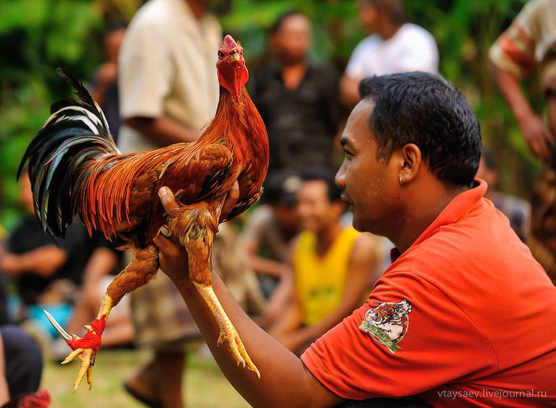 Петушиные бои на Бали (34 фото)
