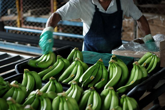 бананы, выращивание, сборка
