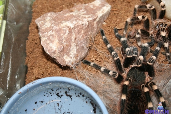 Линька тарантула (9 фото + видео)