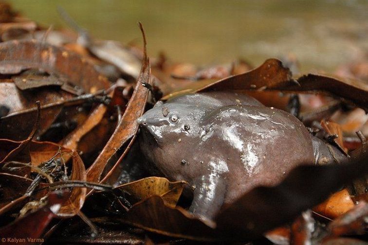 Самая редкая в мире лягушка (13 фото)