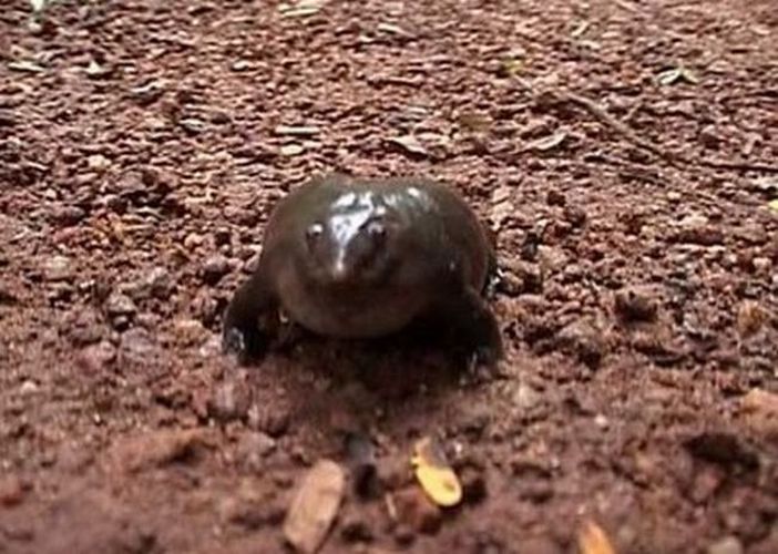 Самая редкая в мире лягушка (13 фото)