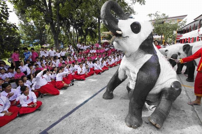 Панда-слоны в Таиланде (11 фото)