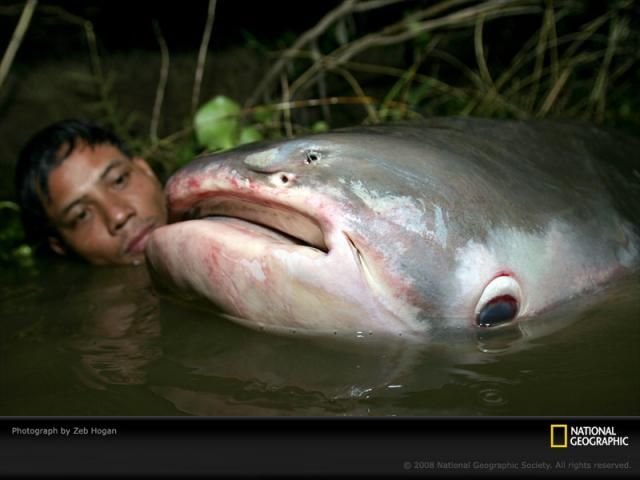 Фотографии от National Geographic (103 фото)