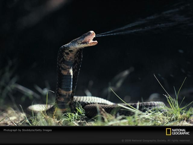 Фотографии от National Geographic (103 фото)
