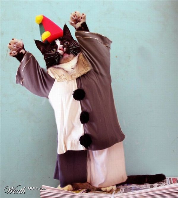 Фотожаба животных-клоунов (19 фото)