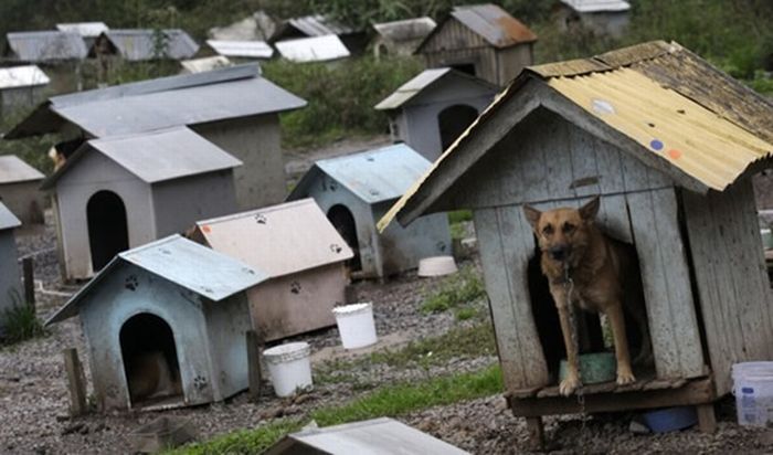 Жизнь бездомных собак в Бразилии (7 фото)
