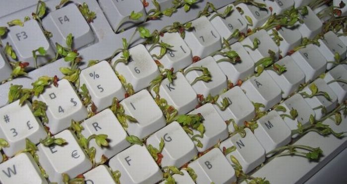 Клавиатура с растительностью (8 фото)