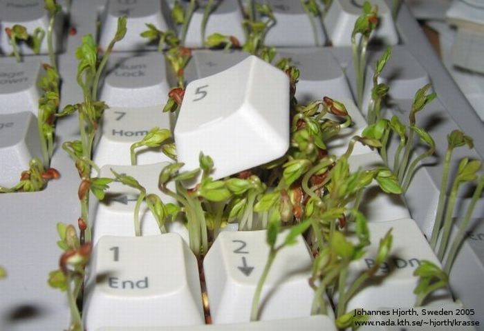 Клавиатура с растительностью (8 фото)