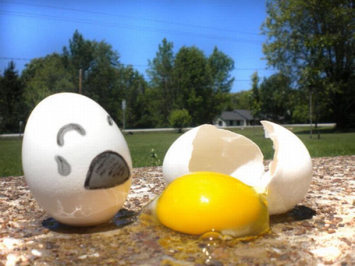 Секретная жизнь куриных яиц (64 фото)