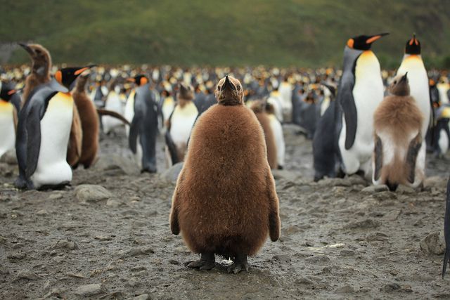 Нереальное количество пингвинов в одном месте (20 Фото)