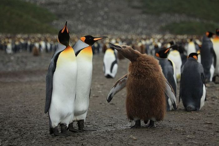 Нереальное количество пингвинов в одном месте (20 Фото)