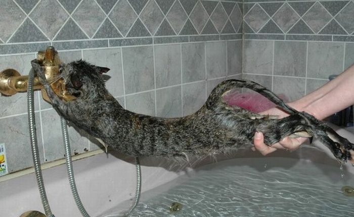 Котики, которые очень не любят купаться (7 фото)