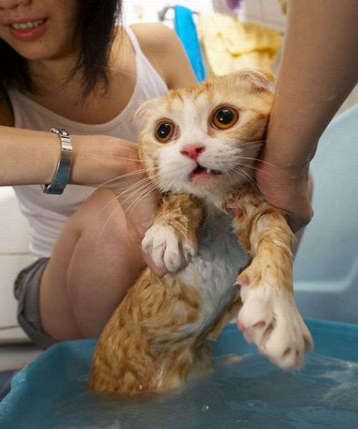 Котики, которые очень не любят купаться (7 фото)