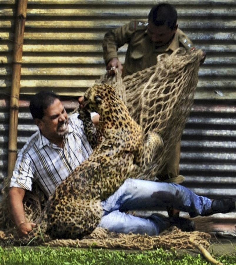 Индиец голыми руками справился с леопардом (6 фото)