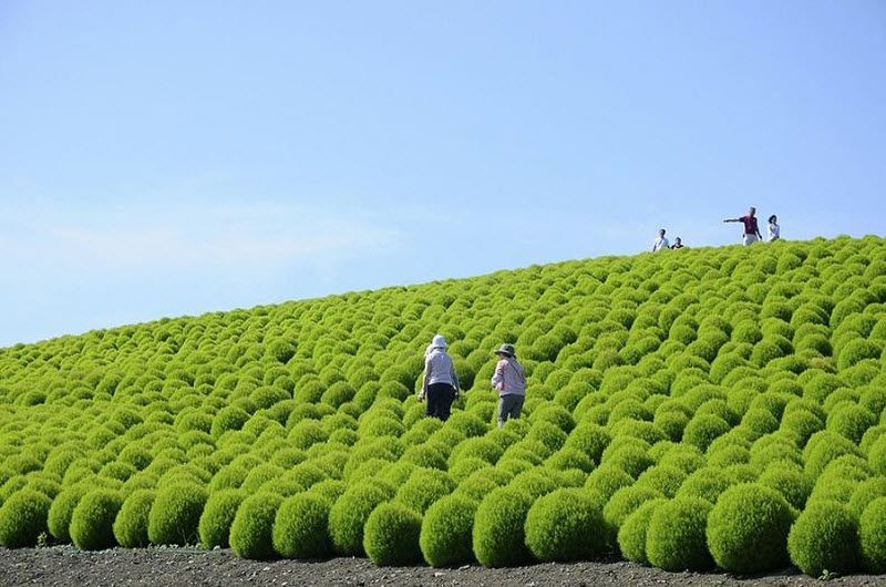 Рассветная страна цветов «Hitachi Seaside Park» (27 фото)