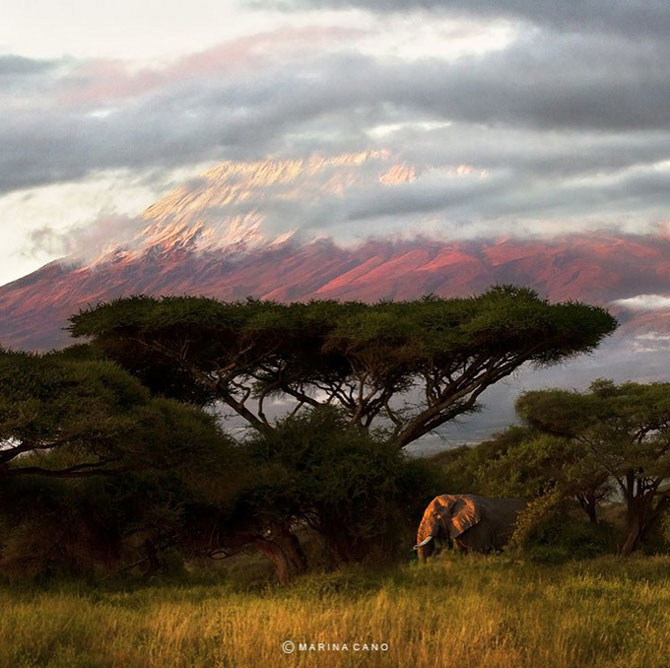 Мир дикой природы от Марины Кано (20 фото)