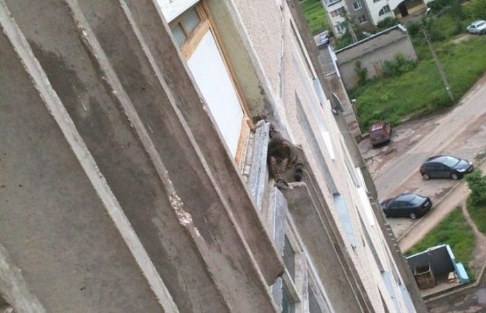 Спасение кошки, застрявшей на 7 этаже (5 фото)