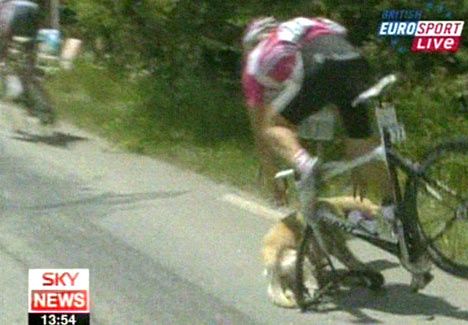 Собака решила поучаствовать в Tour De France (4 фото + видео)