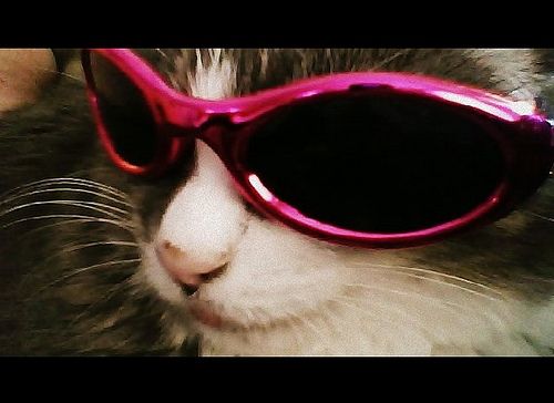 Котики в очках (5 фото)