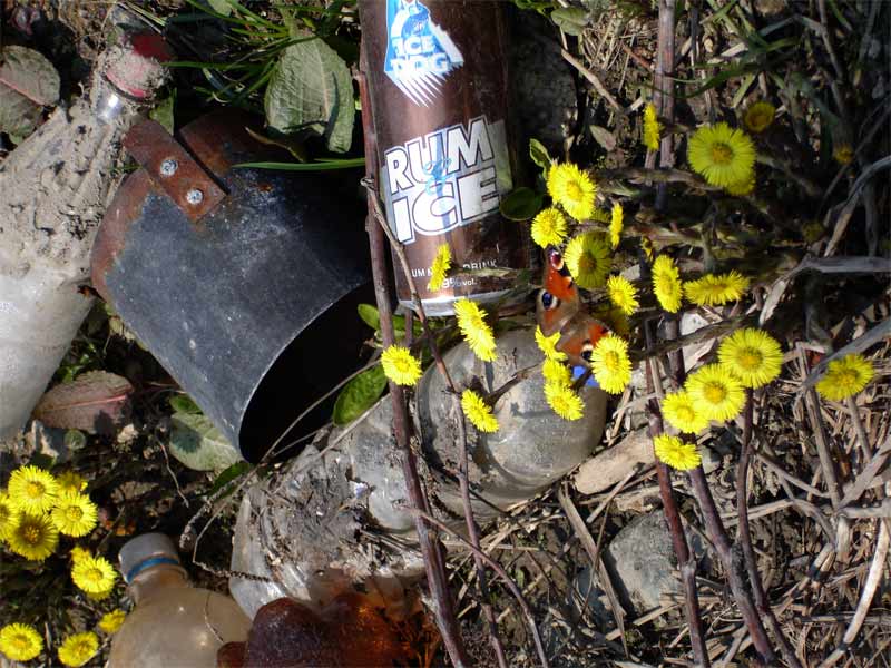 Бабочка и мусор. Пришла весна.