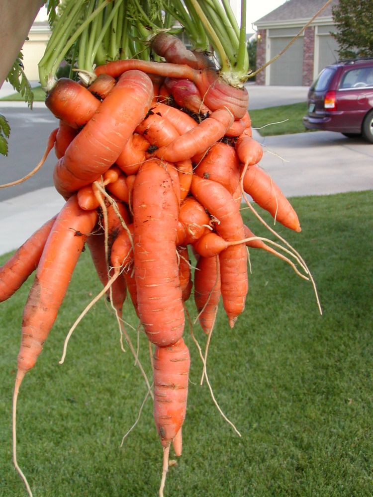 Вот такая морковка (5 фото)