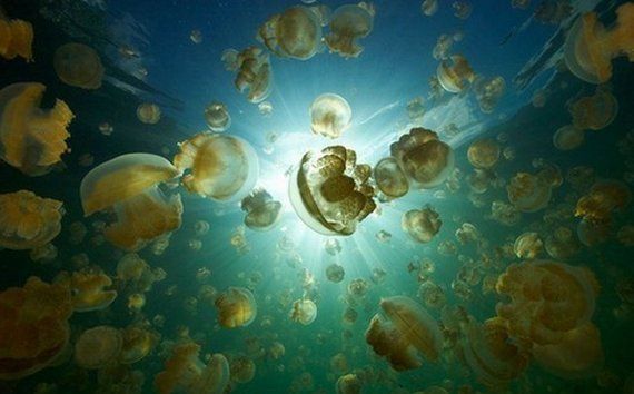 Озеро с медузами (19 фото)