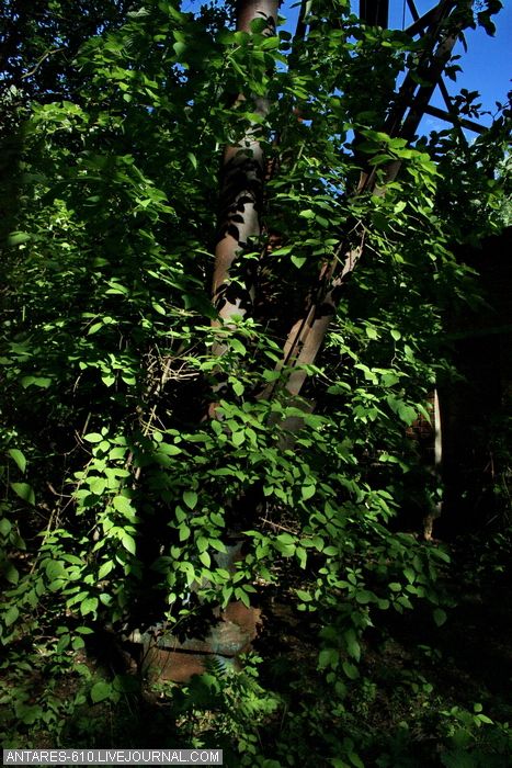 Красивая вышка в лесу (48 фото)