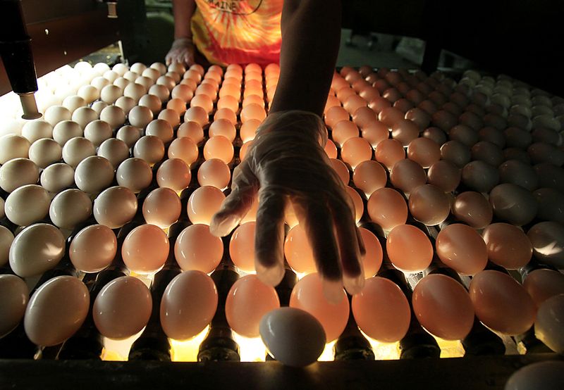Инспектор Министерства сельского хозяйства США проверяет яйца на ферме компании «Maine Contract Farming» в Тернере, штат Мэн. Компания согласилась в прошлом месяце выплатить штраф в размере 25 000 долларов и одноразовую выплату в размере 100 000 после обвинений, что ее птиц неправильно кормили. (Robert F. Bukaty/Associated Press)