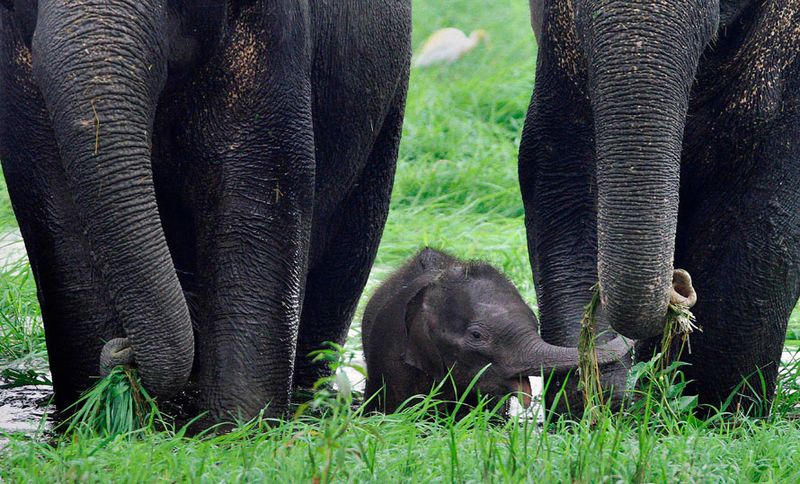 Новорожденный слоненок берет траву у своей мамы в заповеднике «Дипор Бил», на окраине Гаухати. (AP Photo/Anupam Nath)