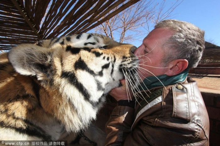 Тигры полюбили его (4 фото)