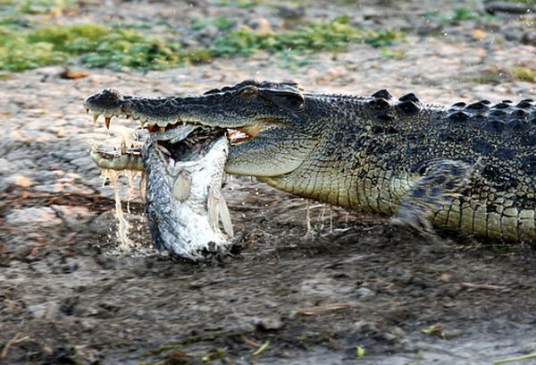 Жертвы крокодилов (35 фото)