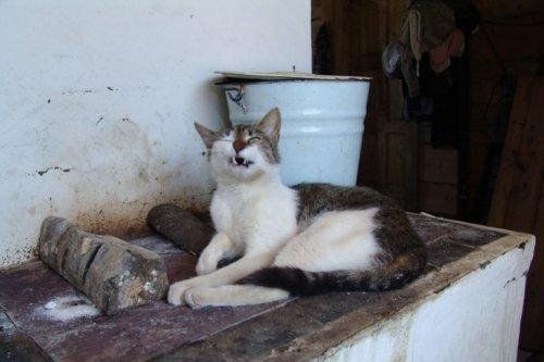 Коты и кошки в разных ситуациях (21 фото)