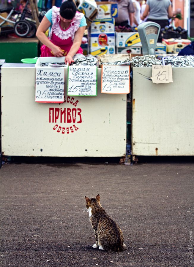 Привоз - одесский рынок (35 фото)