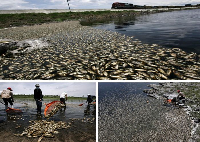 мертвая рыба, экологическая катастрофа, жесть, вода,