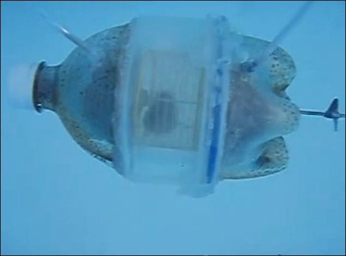 хомяк, подводная лодка, пластиковая бутылка