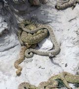 Змеиное логово (4 фото)