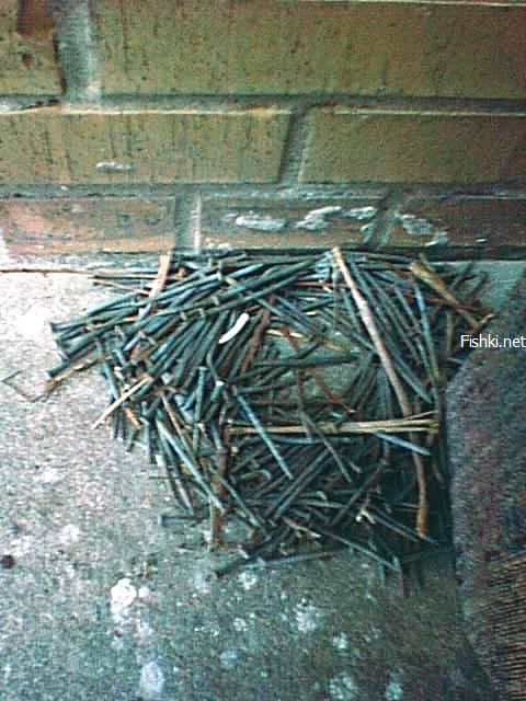 Гнездо из гвоздей (10 фото)