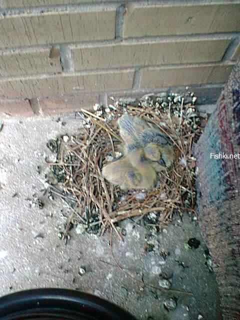 Гнездо из гвоздей (10 фото)