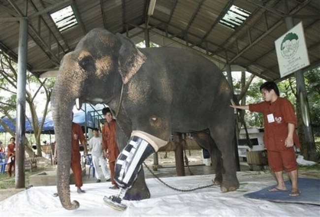 Слоновий протез (13 фото)