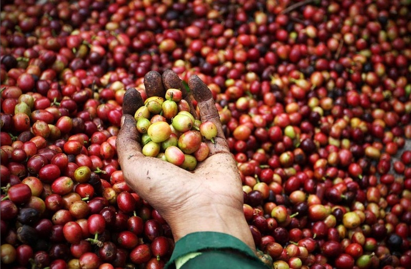 Фермер сортирует кофейные плоды и отбирает те, которые считаются не годными для производства. Кофе полученный от индонезийских циветтславится своим тонким ароматом, а единственные ферменты в желудке циветты, придают кофе особенно мягкий вкус. Розничная цена за фунт такого кофе варьируется от $ 100 до $ 600.