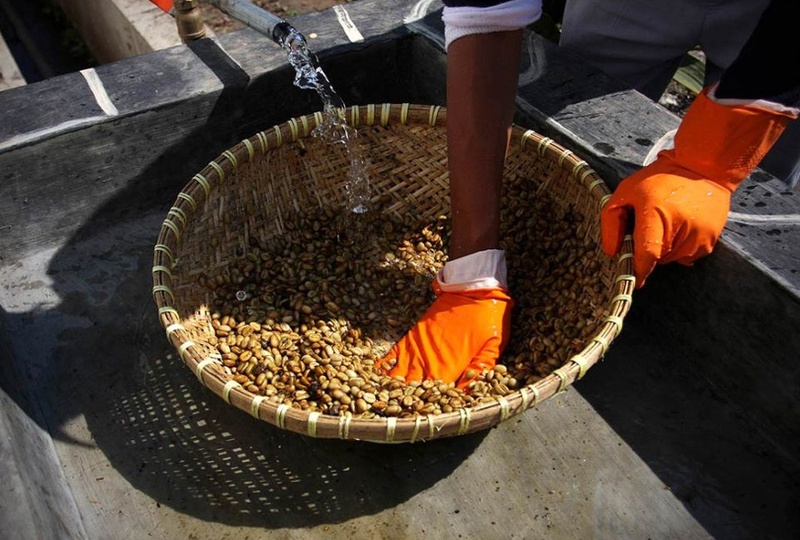 Работники собирают кофейные бобы, уже готовые к окончательной промывке и сушке