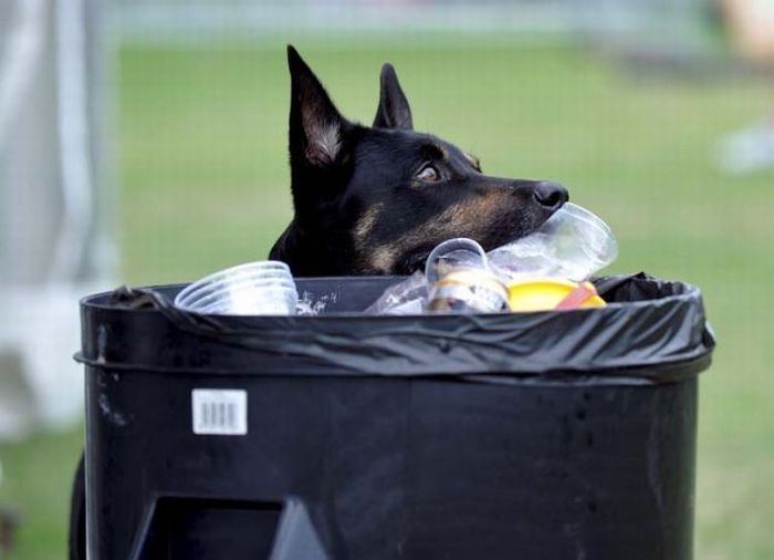 Собака собирающая мусор (11 фото)