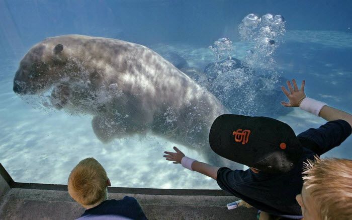 Дети смотрят как белый медведь плавает в зоопарке Чикаго.