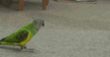 Дрессированный попугай. Просто умора :)))  (гифка + видео)