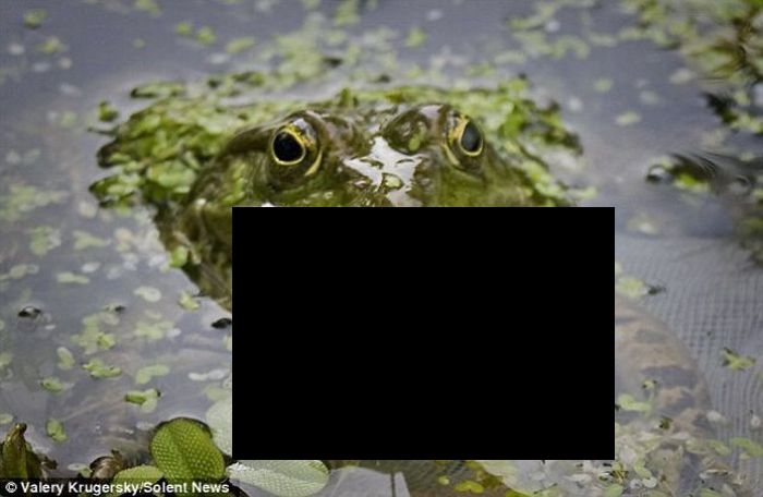 Огромная жаба съела рыбу (3 фото)