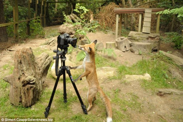 Лисичка, умеющая фотографировать (3 фото)