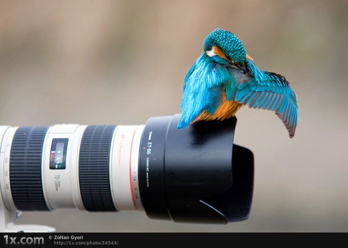 Фотографии птиц (41 фото) (41 фото)