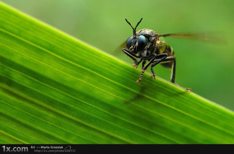 Веселая жизнь насекомых и не только (28 фото)