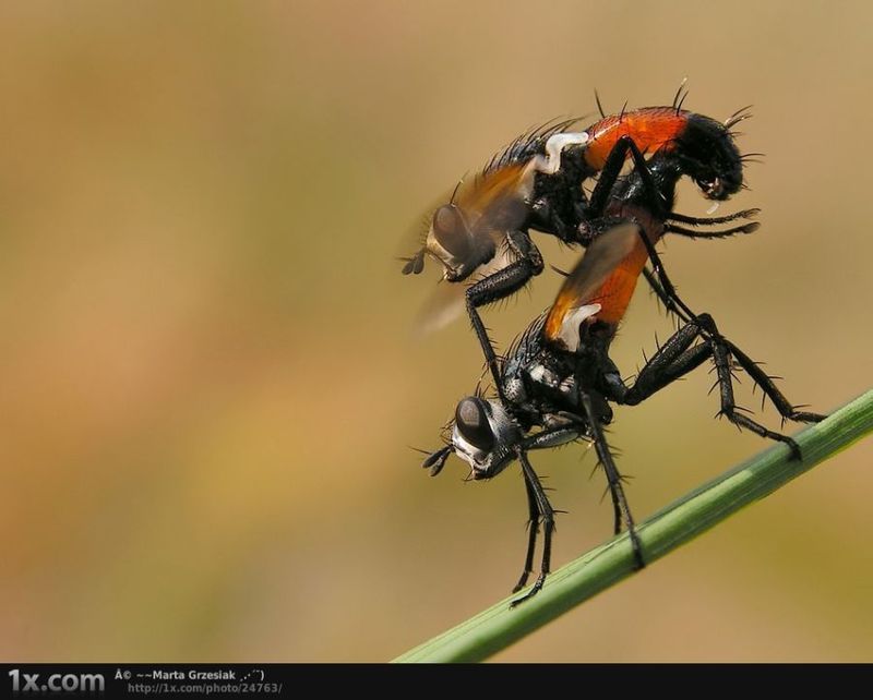 Веселая жизнь насекомых и не только (28 фото)